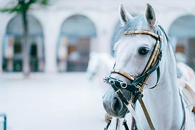 Equestrian Development